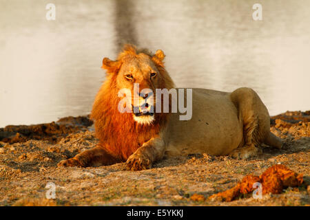 Lion pride in appoggio e pulizia fino intorno al fiume dopo un successo di notti la caccia Foto Stock