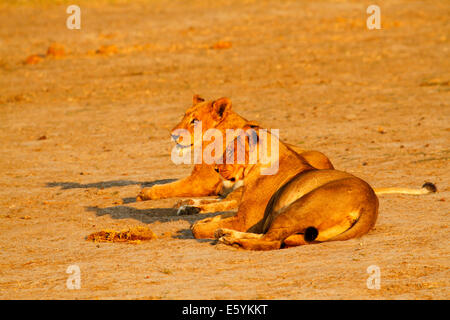 Lion pride in appoggio e pulizia fino intorno al fiume dopo un successo di notti di caccia, leonesse cercando regal nella luce di oro Foto Stock