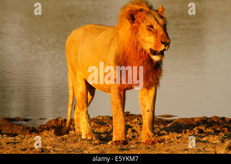 Lion pride in appoggio e pulizia fino intorno al fiume dopo un successo di notti di caccia, giovane maschio con un enorme mane crescente Foto Stock