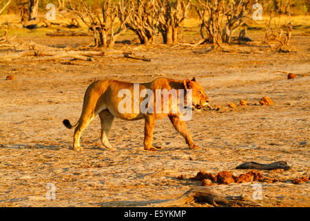 Fat & full leonessa passeggiando attraverso le superfici piane in Africa la pianura, incredibili colori dorati nelle prime ore del mattino Foto Stock