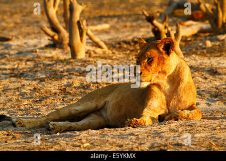 Lion pride in appoggio e pulizia fino intorno al fiume dopo un successo di notti di caccia, graziosa tonalità dorate Foto Stock