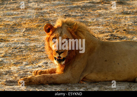 Lion pride in appoggio e pulizia fino intorno al fiume dopo un successo di notti di caccia, giovane maschio arrivando fino al suo primo Foto Stock