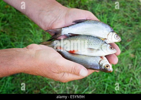 Il pescatore mantiene sulla sponda del fiume in mano la cattura: tre piccoli pesci catturati. Foto Stock