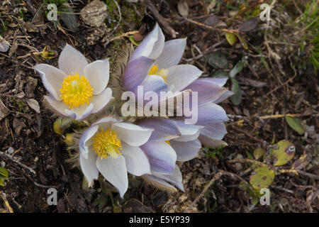 Pulsatilla vernalis. Anemone di primavera. Fiori di montagna nel gruppo montuoso del Lagorai, Trentino. Alpi Italiane. Foto Stock