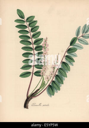 Incenso indiano o salai, Boswellia serrata. Foto Stock