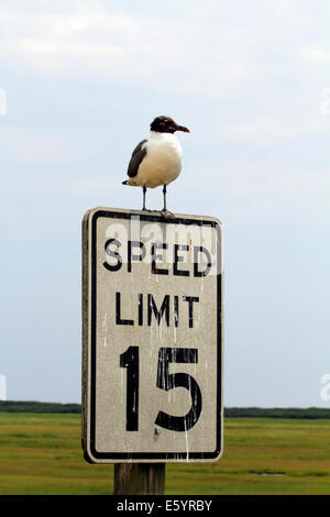 Ridere i gabbiani, Leucophaeus atricilla seduti su un segnale di limite di velocità a Edwin B Forsythe NW, New Jersey, STATI UNITI D'AMERICA Foto Stock