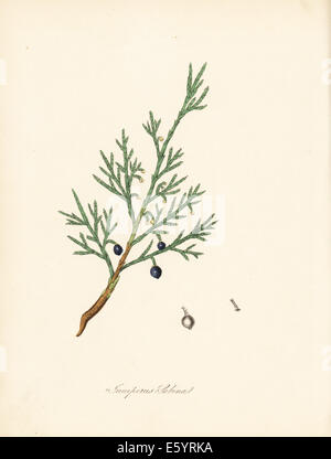 Savin comune o ginepro savin, Juniperus sabina. Foto Stock