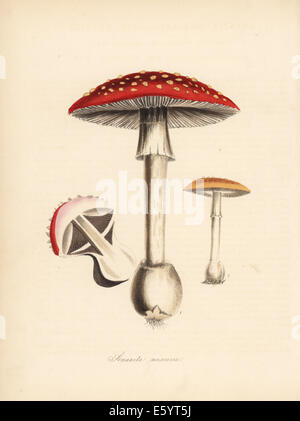 Fly agaric fungo amanita muscaria. Foto Stock