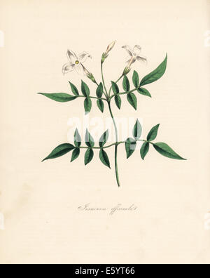 Gelsomino o jessamine, Jasminum officinale. Foto Stock