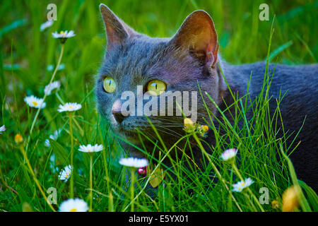 Francia, Dordogne, Mujra, il gatto domestico Foto Stock