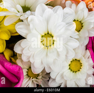 Sfondo di fiori diversi closeup Foto Stock