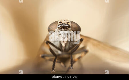 Primo piano di un seccatore o cavallo-fly ritratto Foto Stock