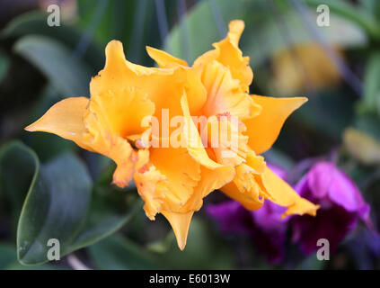 Splendida fioritura orchidea gialla nel giardino Foto Stock