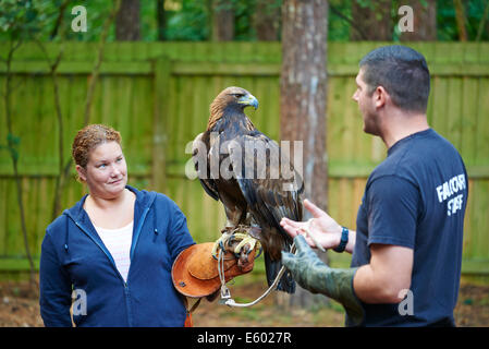 Donna che mantiene un aquila reale a un esperienza di falconeria Center Parcs Foresta di Sherwood NOTTINGHAMSHIRE REGNO UNITO Foto Stock