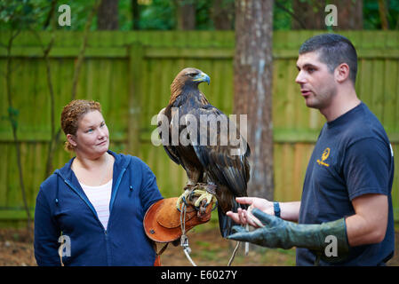 Donna che mantiene un aquila reale a un esperienza di falconeria Center Parcs Foresta di Sherwood NOTTINGHAMSHIRE REGNO UNITO Foto Stock