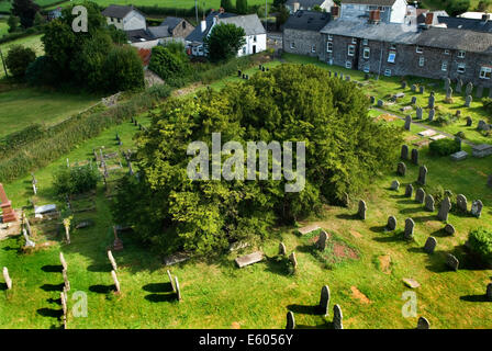Yew Tree UK. Defynnog antico albero di tasso, cimitero di St Cynogs nr Sennybridge Powys Galles. Albero vecchio di 5.000 anni, il più antico albero vivente in Gran Bretagna. HOMER SYKES Foto Stock