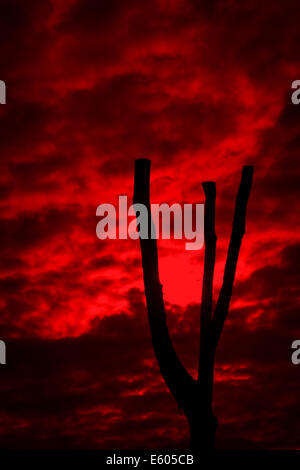 Albero morto facente parte dell'WW1 Gallipoli memorial presso il National Memorial Arboretum, Alrewas, Staffordshire, Regno Unito. Foto Stock
