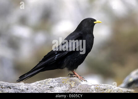 Gracchio alpino - Pyrrhocorax graculus Foto Stock