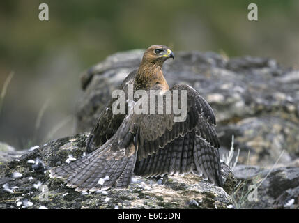 L'Aquila del Bonelli capretti - Hieraaetus fasciatus Foto Stock