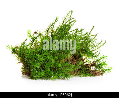 Il muschio verde isolato su bianco bakground Foto Stock