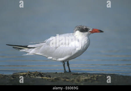 Caspian Tern - Sterna caspia Foto Stock