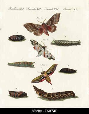 Il PIOPPO hawk-moth, calce hawk-moth e elephant hawk-moth. Foto Stock