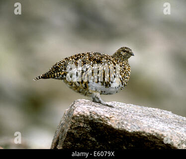 La Ptarmigan Lagopus mutus Foto Stock