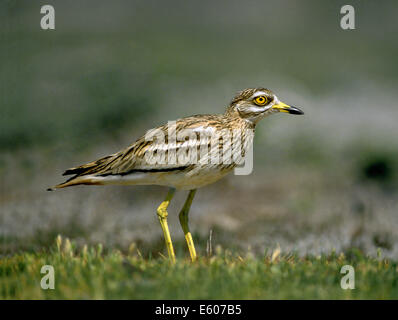 Pietra-curlew Burhinus oedicnemus Foto Stock