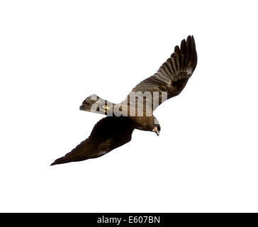 Falco di palude Circus aeruginosus Foto Stock