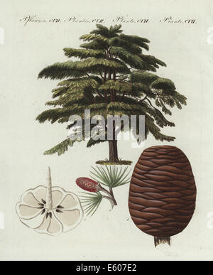Il cedro del Libano, Cedrus libani, albero e anello interno con rulli conici. Vulnerabili. Foto Stock
