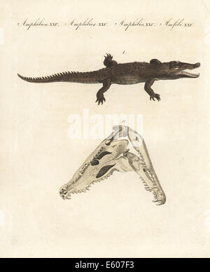 Coccodrillo americano, Crocodylus acutus. Vulnerabili. Foto Stock