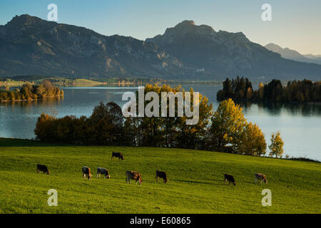 Le mucche pascolano in pascolo al di sopra di Forggensee, Allagäu, Baviera, Germanz Foto Stock