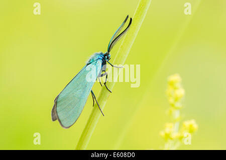 Verde maschio Forester tarma (Adscita statices) Foto Stock