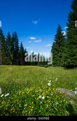 Mattina paesaggio estivo in Apuseni Mountains-Romania Foto Stock