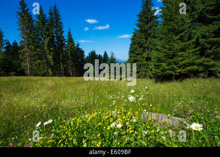 Paesaggio estivo in Apuseni Mountains-Romania Foto Stock