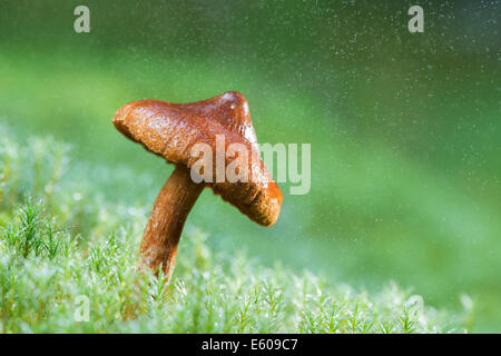 I funghi magici - webcap mortale (Cortinarius rubellus) Foto Stock