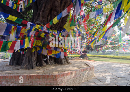 Colorato la preghiera buddista bandiere su albero in Lumbinis, Nepal. Luogo di nascita del Signore Buddha Foto Stock