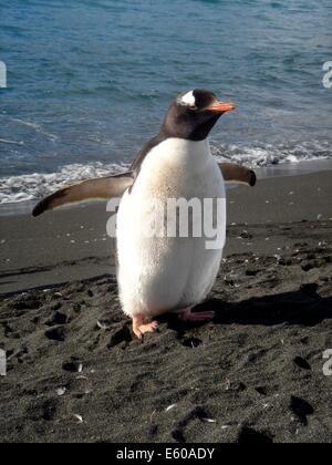 Pinguino Gentoo (Pygoscelis papua) presso Palmer stazione sulla penisola antartica. Foto Stock