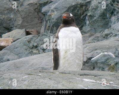 Pinguino Gentoo (Pygoscelis papua) presso Palmer stazione sulla penisola antartica. Foto Stock