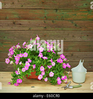 Petunia rosa fiori in vaso con giardino accessori su sfondo di legno. Foto Stock