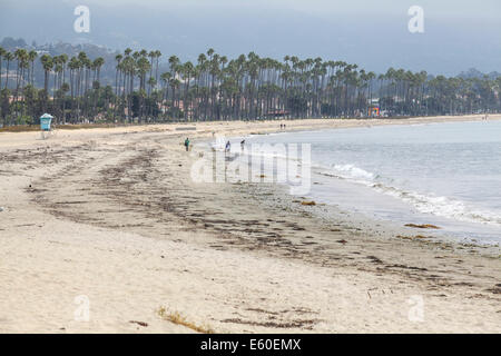 Gli Stati Uniti, California, Santa Barbara, California Fan palme sulla spiaggia Foto Stock