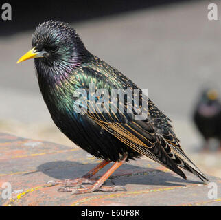 STARLING (Sturnus vulgaris vulgaris) ben amato UK bird ora in declino - si tratta di un maschio adulto Foto Stock