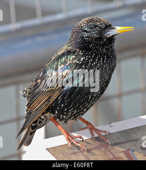 STARLING (Sturnus vulgaris vulgaris) ben amato UK bird ora in declino - si tratta di un maschio adulto Foto Stock