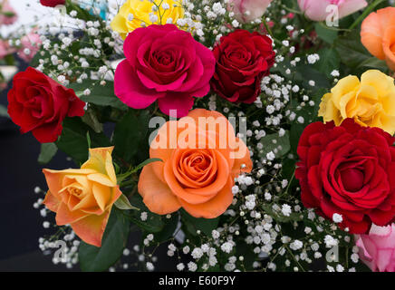 Varie colorate di rose in un display a spruzzo Foto Stock