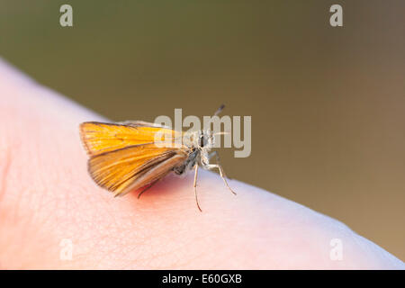 Poco arancione o marrone butterfly su un dito umano Foto Stock