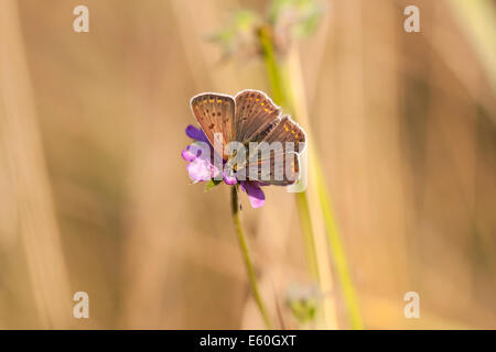 Farfalla con marroncino scuro ali con un modello di spot rotondo a sedersi su un fiore blossom Foto Stock