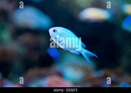 Acquario di acqua salata di pesce - Chromis virdis Foto Stock