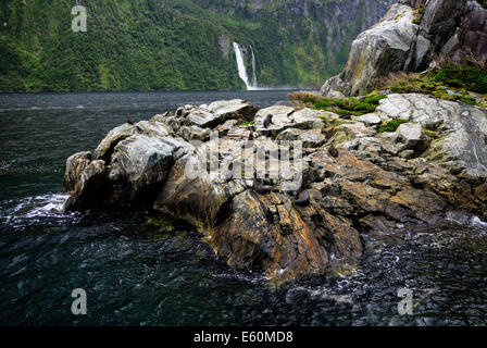 Le foche sulla roccia a Milford Sound, Parco Nazionale di Fiordland, Isola del Sud, Nuova Zelanda Foto Stock