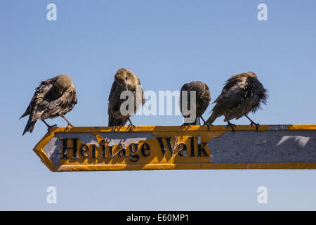 I giovani per gli storni che mostra off sulla segnaletica per il patrimonio a piedi da Seahouses a La Morra Foto Stock