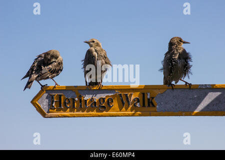 I giovani per gli storni che mostra off sulla segnaletica per il patrimonio a piedi da Seahouses a La Morra Foto Stock